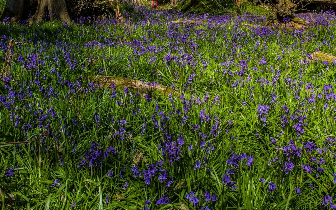 Bluebells – renewal, new beginnings and forest bathing