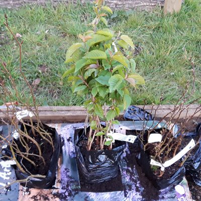 Dedication tree