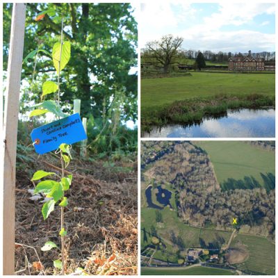 Carbon offset tree