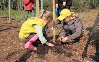 How to plant a tree
