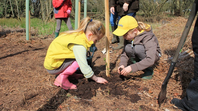How to plant a tree