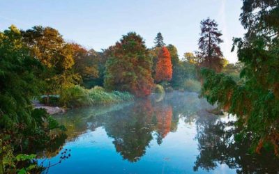 Save Wisley’s trees