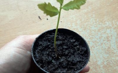 How to grow an oak from an acorn