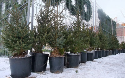 Oh Christmas Tree! How green are you?