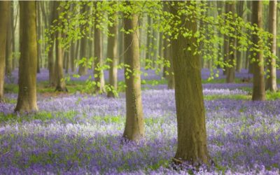 What are people saying about the government’s 25 year plan to improve the environment?