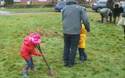 Tree planting while raining cats and dogs
