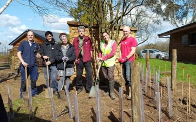 Planting a hedgerow