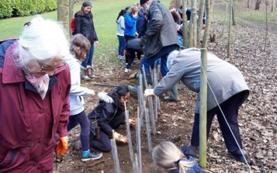 Inter-generational hedge planting