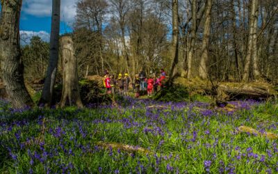 What is forest bathing anyway?
