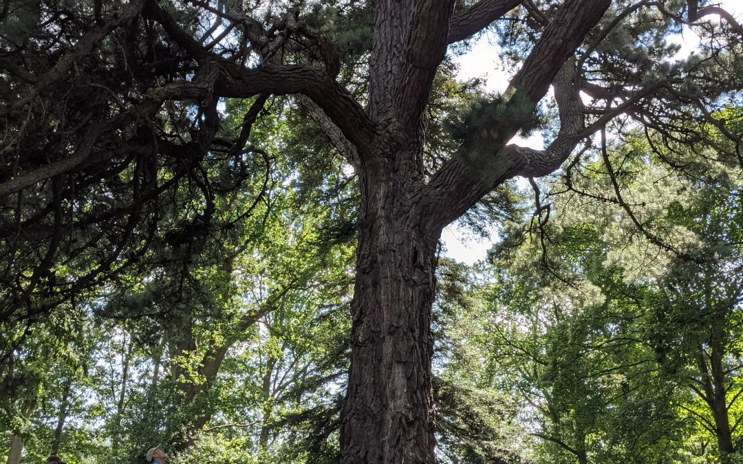 Our guided tree walk