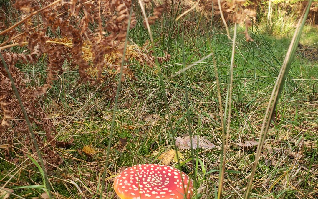 Autumn in the forest