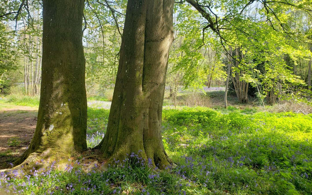 Bluebells forest bathing