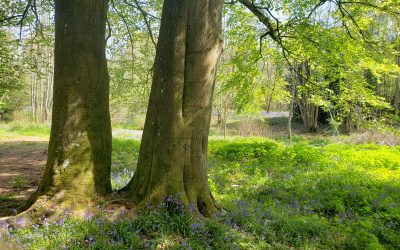 Bluebells forest bathing