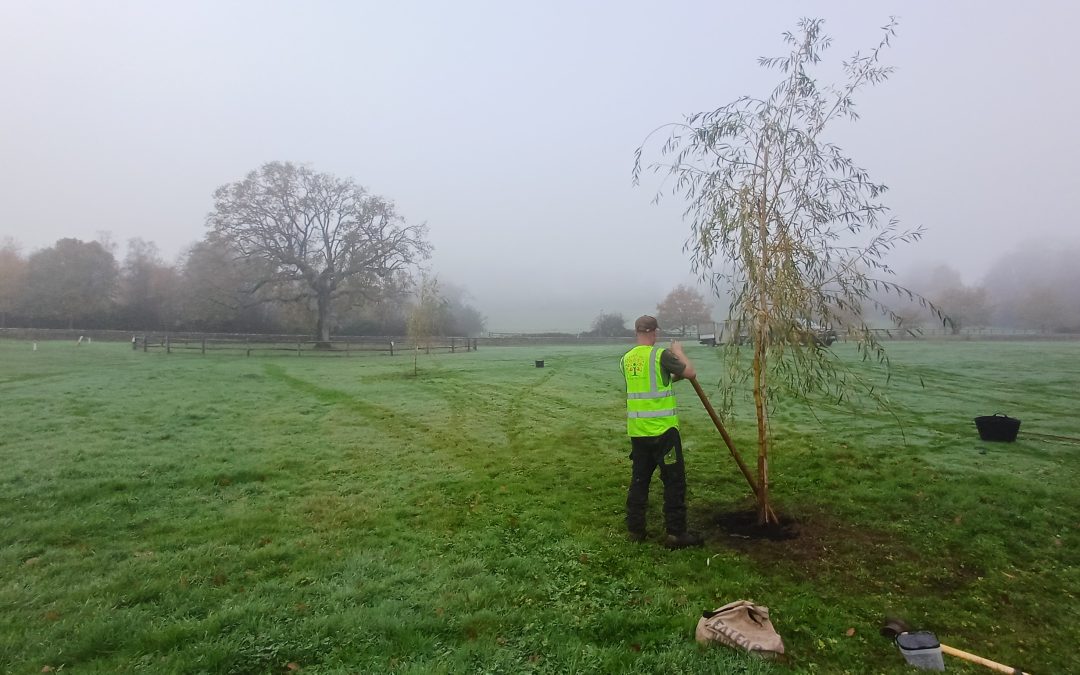 Foggy Willows