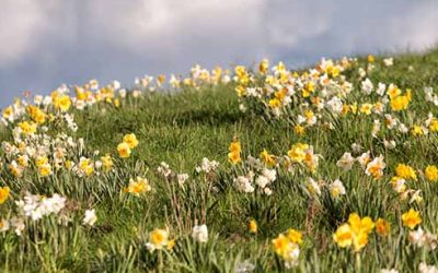 Spring equinox forest bathing