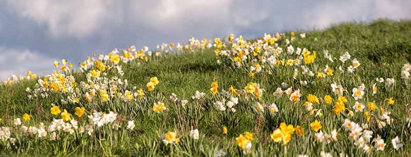 Spring equinox forest bathing