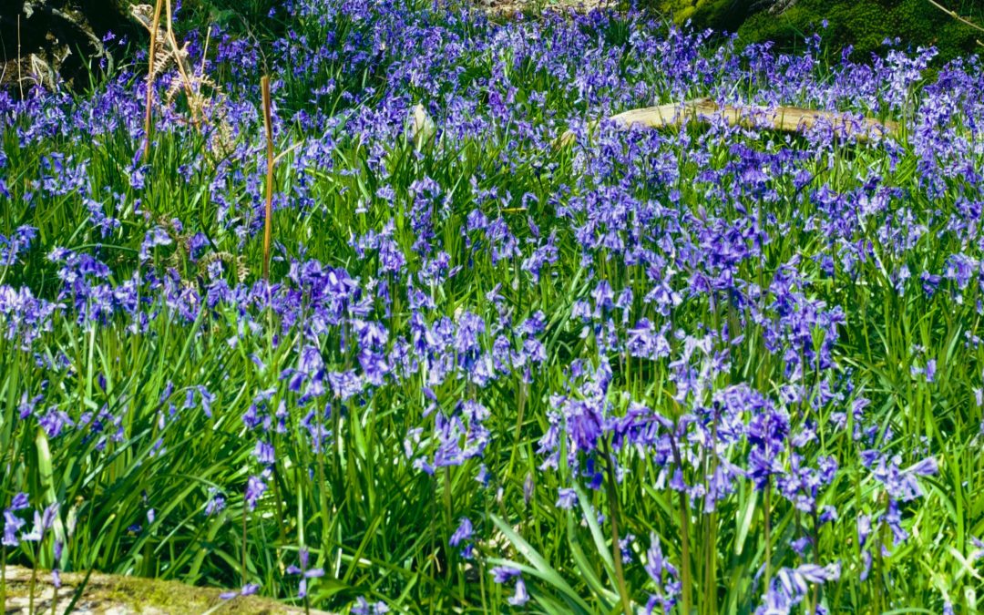 Bumper year for bluebells!